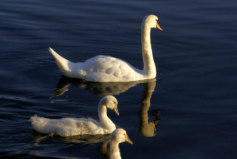 Schwaene auf der Sauer Bild Nr.016